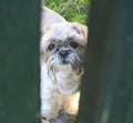 A puppy is looking through the fence