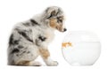 Puppy looking at Goldfish, Carassius Auratus