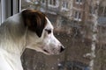 Puppy looking out the window , outside the rain