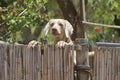Puppy Looking Over Fence Royalty Free Stock Photo