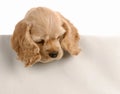 Puppy looking over foreground Royalty Free Stock Photo