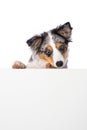Puppy looking over a wall Royalty Free Stock Photo