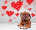 Puppy looking up to heart shapes for valentine's day Royalty Free Stock Photo