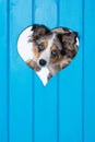 Puppy looks out of a heart hole