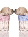 Puppy love Royalty Free Stock Photo