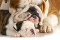 Puppy love Royalty Free Stock Photo