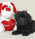 Puppy Love Royalty Free Stock Photo