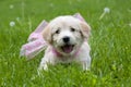 Puppy Love Royalty Free Stock Photo