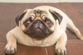 Puppy love Sweet pug dog poses at home, capturing hearts Royalty Free Stock Photo