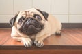 Puppy love Sweet pug dog poses at home, capturing hearts Royalty Free Stock Photo