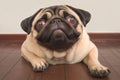 Puppy love Sweet pug dog poses at home, capturing hearts Royalty Free Stock Photo