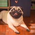 Puppy love Sweet pug dog poses at home, capturing hearts Royalty Free Stock Photo