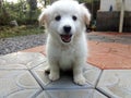 Puppy the loveable one, cute