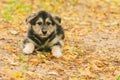 Puppy lying on autumn leaves