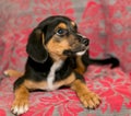 Puppy lying on the coverlet of the sofa Royalty Free Stock Photo
