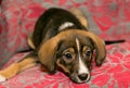 Puppy lying on the coverlet of the sofa Royalty Free Stock Photo
