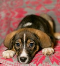 Puppy lying on the coverlet of the sofa Royalty Free Stock Photo