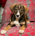 Puppy lying on the coverlet of the sofa Royalty Free Stock Photo