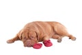 Puppy lying next to red slippers of it's master Royalty Free Stock Photo