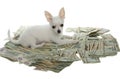 Puppy Lying in Pile of Twenty Dollar Bills