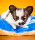 Puppy lying on the pillow Royalty Free Stock Photo