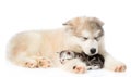 Puppy lying with a sleeping kitten. isolated on white background Royalty Free Stock Photo