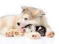 Puppy lying with a sleeping kitten. isolated on white background Royalty Free Stock Photo