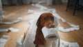 Puppy making mess toilet paper playing in apartment close up. Dog holding roll