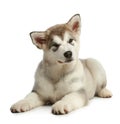 Puppy malamute (3 months) Royalty Free Stock Photo
