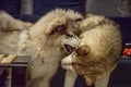 A puppy malamute playing with an adult dog