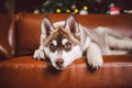 Puppy male Siberian Husky of white beige color in interior living room gets pleasure on red leather sofa against library and