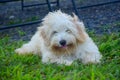 Puppy Maltese bichon slept in the grass