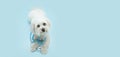 Puppy maltese dog  and stethoscope isolated on blue background.  Pet health care concept Royalty Free Stock Photo