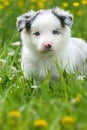 Puppy in a meadow