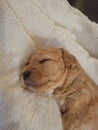 Puppy mini goldendoodle