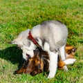 Puppy miniature husky. Dogs play with each other, merry fuss