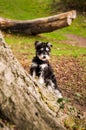 Puppy Miniature Schnauzer