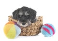 Puppy miniature schnauzer Royalty Free Stock Photo
