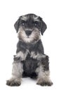 Puppy miniature schnauzer Royalty Free Stock Photo