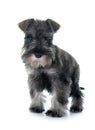 Puppy Miniature Schnauzer Royalty Free Stock Photo