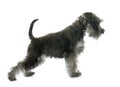 Puppy Miniature Schnauzer