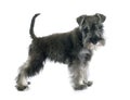 Puppy Miniature Schnauzer Royalty Free Stock Photo