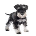 Puppy miniature schnauzer Royalty Free Stock Photo