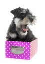 Puppy miniature schnauzer Royalty Free Stock Photo