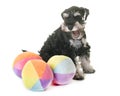 Puppy miniature schnauzer Royalty Free Stock Photo