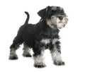 Puppy miniature schnauzer Royalty Free Stock Photo