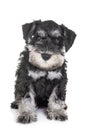 Puppy miniature schnauzer Royalty Free Stock Photo