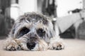 Puppy miniature schnauzer Royalty Free Stock Photo