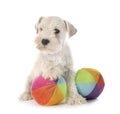 Puppy miniature schnauzer in studio Royalty Free Stock Photo