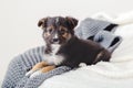 Puppy misses owners at home alone. Toy terrier puppy lying on blanket on bed. Dog lies on sofa at home looks at camera. Portrait Royalty Free Stock Photo